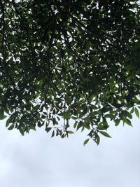 Low angle view of tree against sky