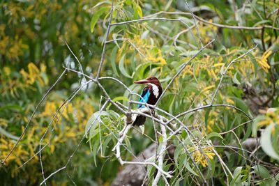 Close-up of bird perching on tree