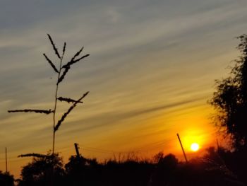 Silhouette plants against sky during sunset