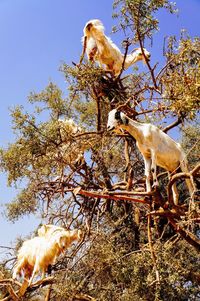 Low angle view of dogs on tree against sky