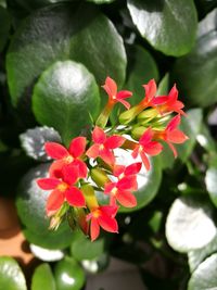 Close-up of red flowering plant