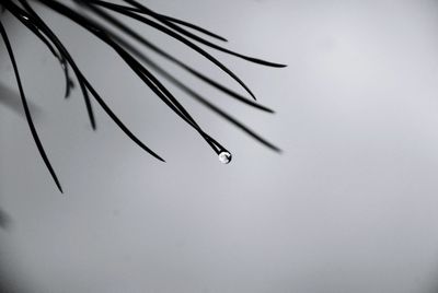 Close-up of wet plant against sky