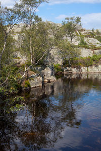 Reflection of trees in lake