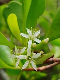 Close-up of plant