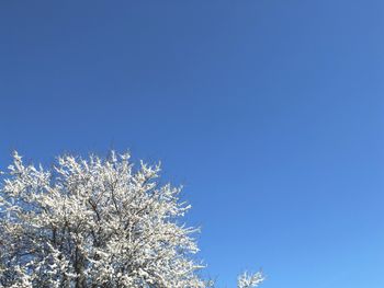 Low angle view of trees against clear blue sky