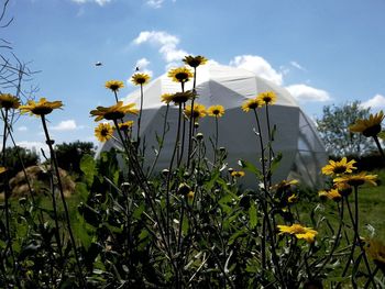 Close-up of yellow flowering plants on field against sky