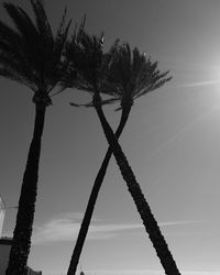 Low angle view of silhouette palm tree against clear sky
