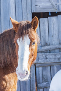 Horse standing in ranch