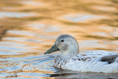 Close-up of duck swimming in lake