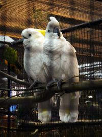 View of birds in cage