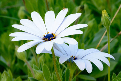 Close-up of white flowers blooming outdoors