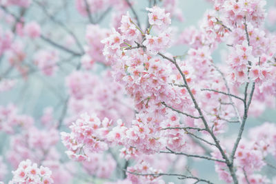 Close-up of pink cherry blossom