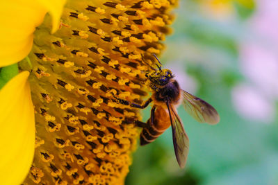 Close-up of bee pollinating on yellow flower