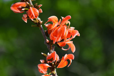 Close-up of orange flowering plant
