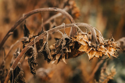 Close-up of wilted plants on field