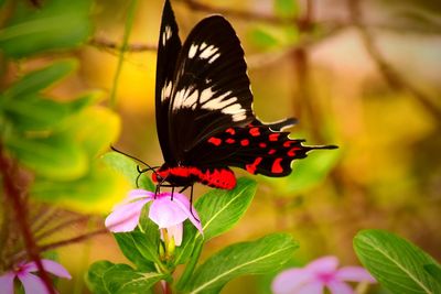 Butterfly pollinating on flower