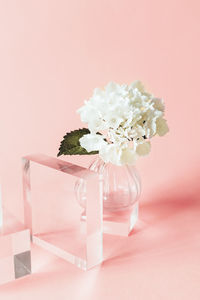 Acrylic solid display blocks for shop windows with tiny vase and hydrangea flower on pink background