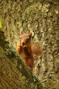 Squirrel on tree trunk
