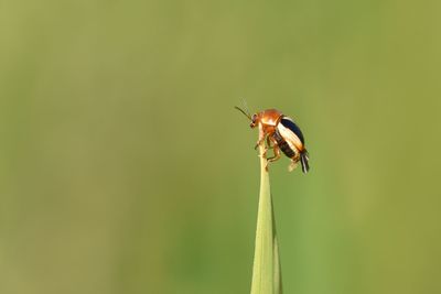 Close-up of insect