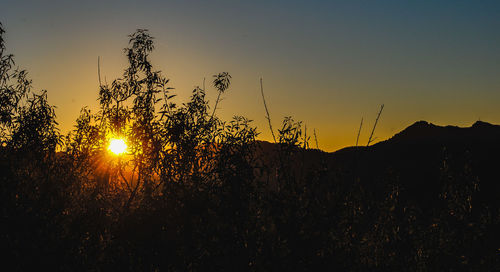 Silhouette plants against sky during sunset