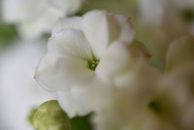 Close-up of flower blooming outdoors