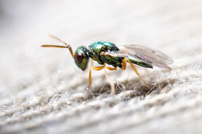 Close-up of insect