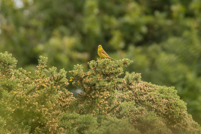 Bird perching on a plant