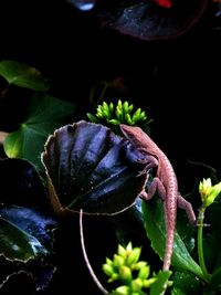 High angle view of lizard on plant