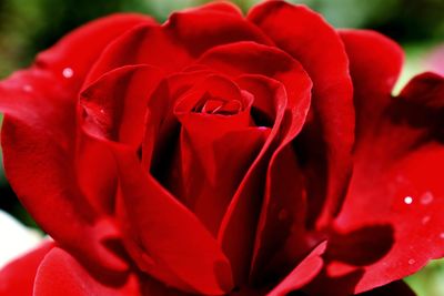 Close-up of red rose