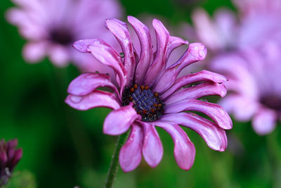 Close-up of pink flower