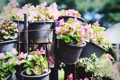 Close-up of potted plant