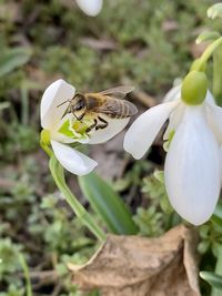 Close-up of bee pollinating on flower