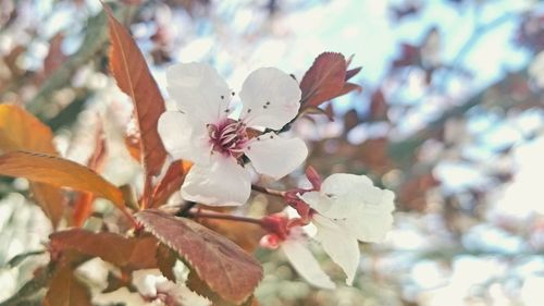 Close-up of white flowering plant