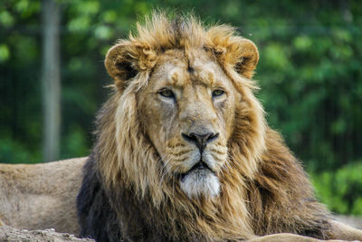 Close-up portrait of a lion