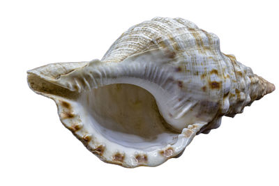 Close-up of seashell against white background