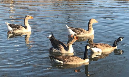 Birds in lake