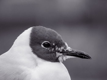 Close-up of seagull looking away