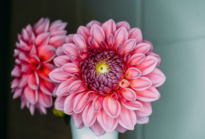 Close-up of pink dahlia flower