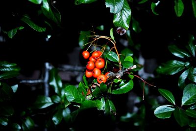 Close-up of berries on tree