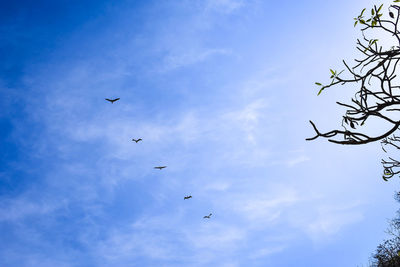 Low angle view of birds flying in sky