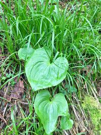 Close-up of plants growing on grassy field