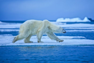 Side view of an animal in snow