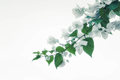 Close-up of flowering plant against white background