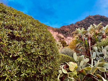 Cactus growing on field by mountain against sky