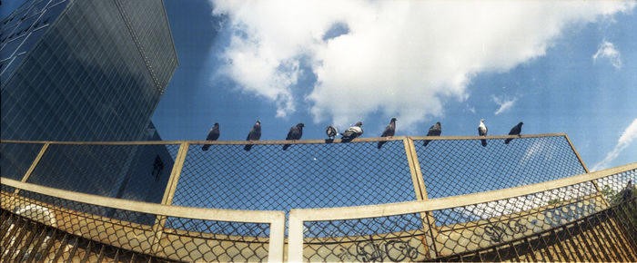 Low angle view of pigeons perching on fence