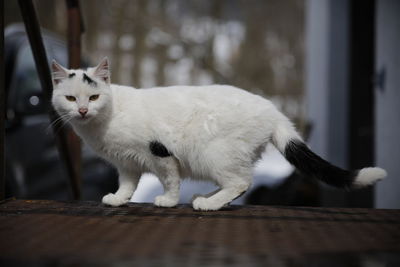 Close-up of cat sitting outdoors