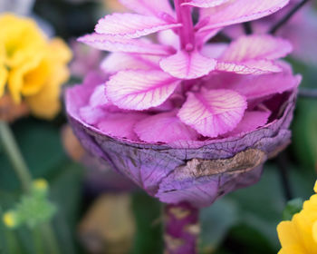 Close-up of pink flower blooming outdoors