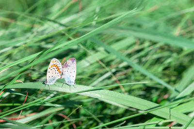 Love of butterflies . pair of insect make love on the grass