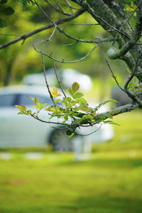 Close-up of fresh green tree