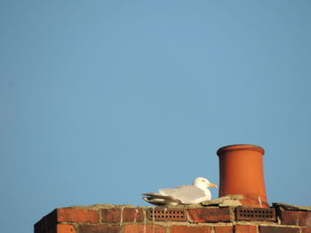 Low angle view of bird against building against clear blue sky